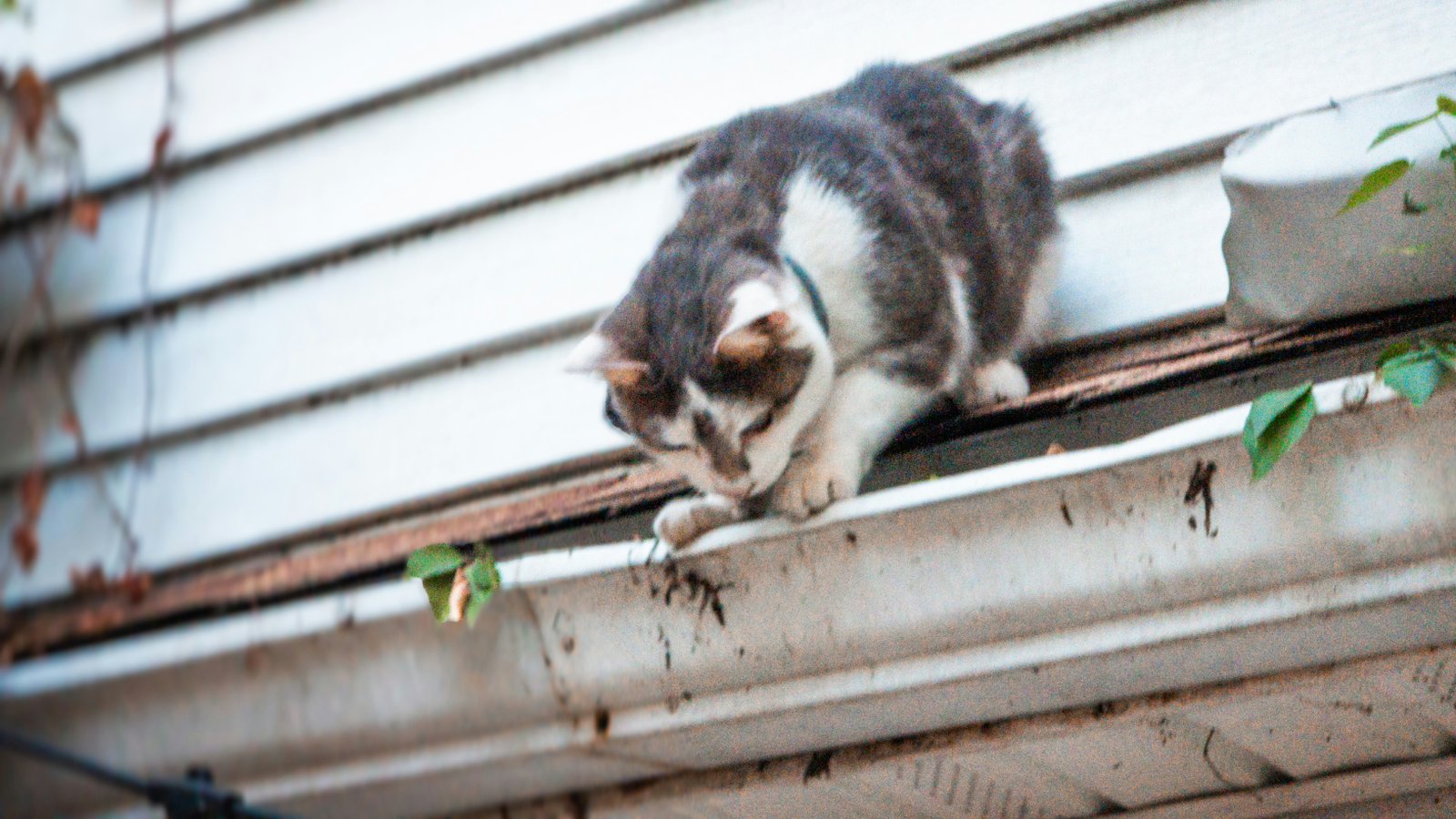 Cat On The Gutters